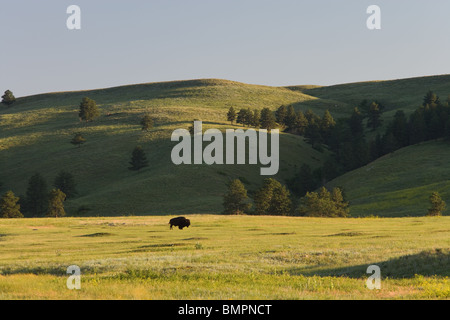 I bisonti nella prateria lungo il Wildlife Loop Road, Custer State Park, il Dakota del Sud Foto Stock