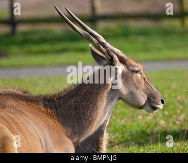 Eland comune (taurotragus oryx) Foto Stock