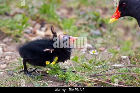 Comune pulcino Moorhen e genitore (gallinula chloropus) Foto Stock