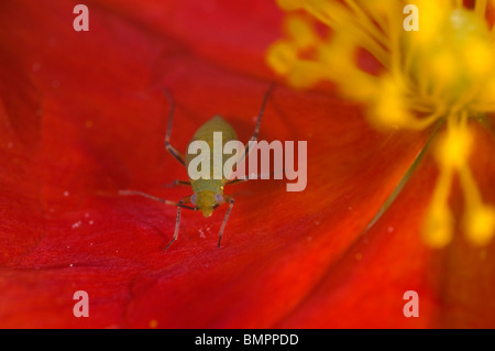 Extreme close up di un greenfly o afidi (wingless forma) su un helianthemum (rock rose) fiore. Foto Stock