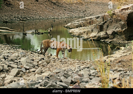 Tiger nel suo habitat naturale. La foto è stata scattata in Ranthambhore National Park, Sawai Madhopur, Rajasthan, India Foto Stock