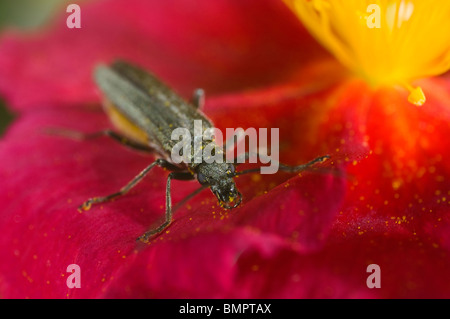 Oedemera nobilis, una Verde metalizzato polline-eating beetle trovati nei giardini nel Regno Unito. Alimentazione su un heliathemum (rock rose) fiore Foto Stock