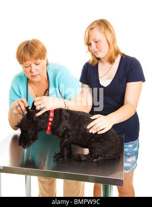 Veterinario femmina esamina a quattro zampe paziente con l aiuto del cane del proprietario. Foto Stock