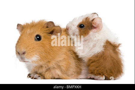 Madre cavia e il suo bambino contro uno sfondo bianco Foto Stock