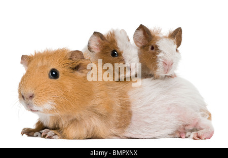 Madre cavia e i suoi due bambini contro uno sfondo bianco Foto Stock