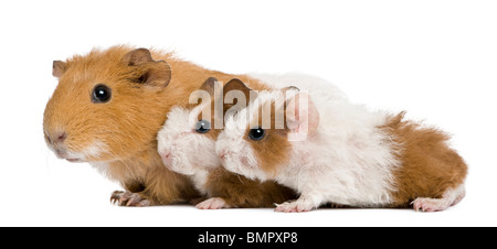 Madre cavia e i suoi due bambini contro uno sfondo bianco Foto Stock