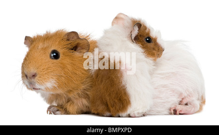 Madre cavia e il suo bambino contro uno sfondo bianco Foto Stock