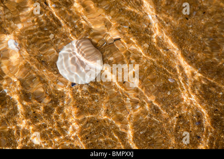 Seashell sotto acqua chiara sulla spiaggia a Wharariki beach, Isola del Sud, Nuova Zelanda Foto Stock