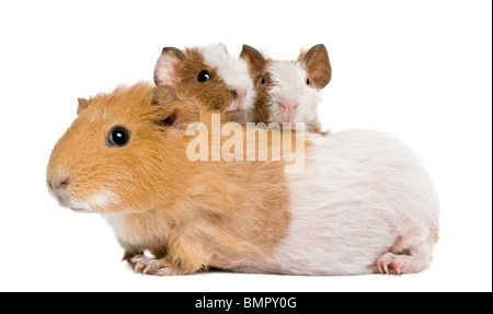 Madre cavia e i suoi due bambini contro uno sfondo bianco Foto Stock