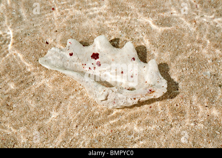 Seashell sotto acqua chiara sulla spiaggia presso l'Isola di Mana, Isole Figi Foto Stock