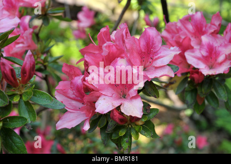 Rosa fiori di rododendro al Lost Gardens of Heligan gardens Foto Stock