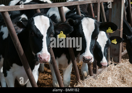 Bovini di razza Holstein su un caseificio, Leicestershire, Inghilterra Foto Stock