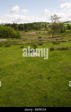 Pecore al pascolo in un campo nelle colline sopra il lago Windermere, Lake District Foto Stock