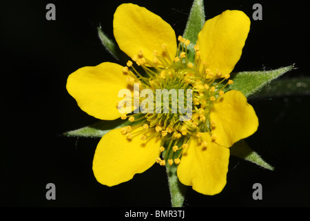 Legno Avens o erbe Bennett Geum urbanum famiglia delle Rosacee Foto Stock