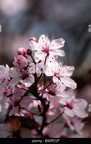 Prunus cerasifera pissardii Purpleleaf prugna cherry plum myrobalan susino blossom fiore fiorisce agli inizi della primavera Foto Stock