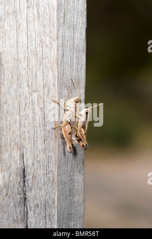 Coniugata coppia di cavallette Foto Stock