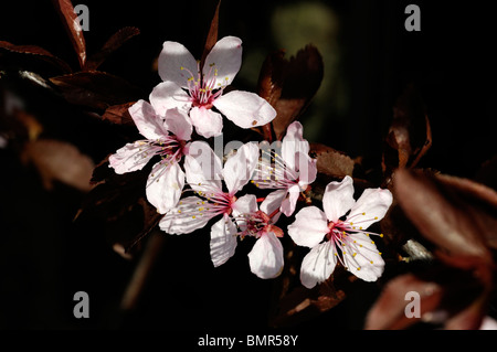 Prunus pissardi roebuck castello prugna Fiore fiori di colore rosa bloom blossom molla Foto Stock