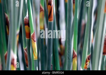 Rhodocoma gigantea restia reed-come il Sud pianta africana levetta dello stelo tralcio verde perenne evergreen equiseto Foto Stock