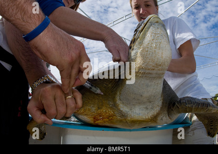 Tartaruga Verde (Chelonia Mydas) essendo riabilitato a Caretta Marinelife Centro di Juno Beach, FL, un centro di salvataggio. Foto Stock