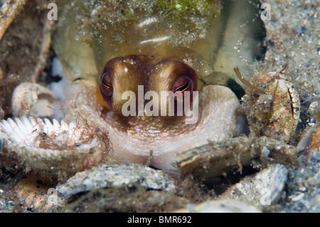 Reef Polpo (Octopus briareus) fotografato nel lago vale la pena di laguna, Palm Beach, FL. Foto Stock