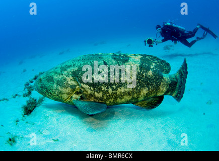 Subacqueo e un protetto e in via di estinzione Golia raggruppatore (Epinephelus itajara) in Giove, FL. Foto Stock