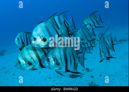 Scuola di Spadefish (Chaetodipterus faber) in Palm Beach County, FL Foto Stock