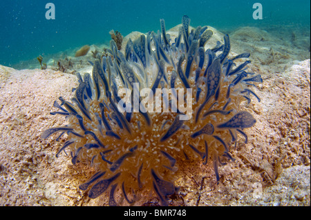 Capovolto Medusa (Cassiopea xamachana) fotografato in Belize, America Centrale e Caraibi Mare Foto Stock