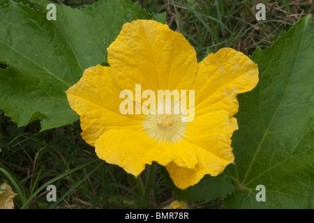 Zucca di Cenere (Benincasa hispida) fiore Foto Stock