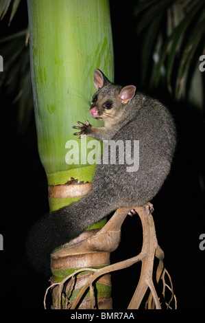 Brush-tailed possum in Palm tree, Brisbane, Queensland, Australia Foto Stock