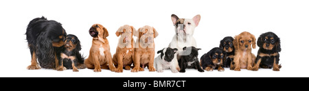 Gruppo di cani seduto davanti a uno sfondo bianco, studio shot Foto Stock