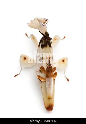 Maschio e femmina hymenopus coronatus, malese orchid mantis, di fronte a uno sfondo bianco Foto Stock