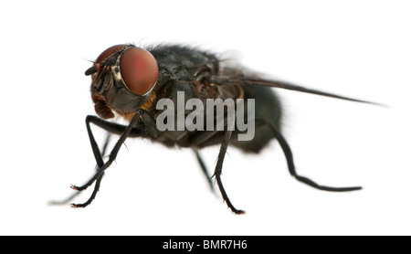 Housefly, Musca domestica, di fronte a uno sfondo bianco Foto Stock