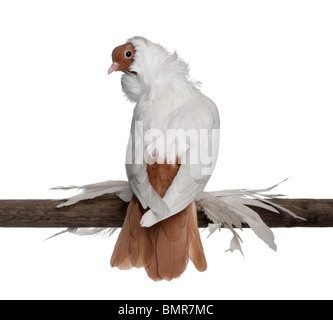 Elmetto tedesco con feathered piedi piccione appollaiato su legno di fronte a uno sfondo bianco Foto Stock