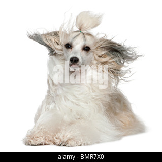 Chinese Crested Dog con i capelli al vento, 2 anni, di fronte a uno sfondo bianco Foto Stock