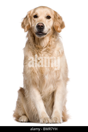 Il Labrador Retriever, 4 anni, seduto di fronte a uno sfondo bianco Foto Stock