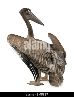 I giovani di colore rosa-backed pelican, 2 mesi di età, in piedi di fronte a uno sfondo bianco Foto Stock