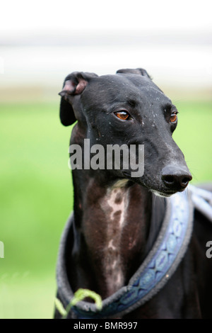 Galgo Espanol ritratto Foto Stock