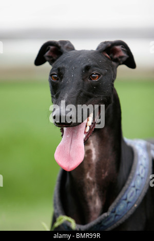 Galgo Espanol ritratto Foto Stock