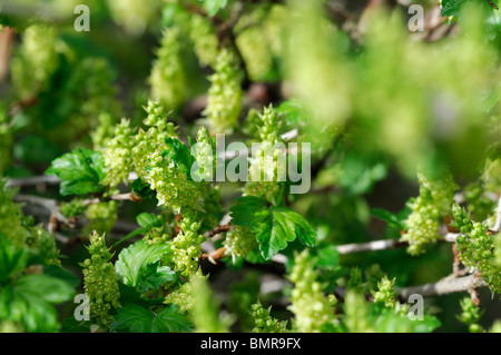 Ribes alpinum ribes montagna fiori maschili fioritura delle piante decidue arbusto dioica Foto Stock