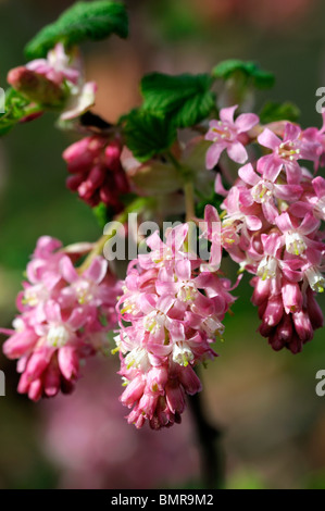 Rosso ribes fioritura Ribes sanguineum fiori in primavera deciduo arbusto profumato fragranti fiori profumati inizio primavera Foto Stock