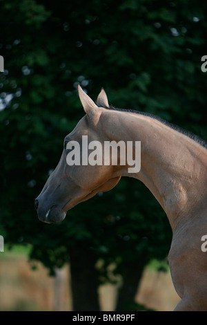 akhal-teke Foto Stock