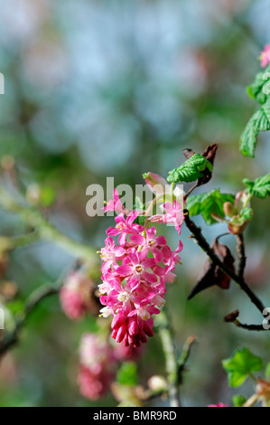 Rosso ribes fioritura Ribes sanguineum fiori in primavera deciduo arbusto profumato fragranti fiori profumati inizio primavera Foto Stock