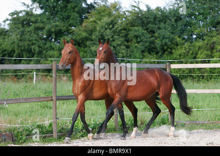 2 akhal-teke cavalli Foto Stock