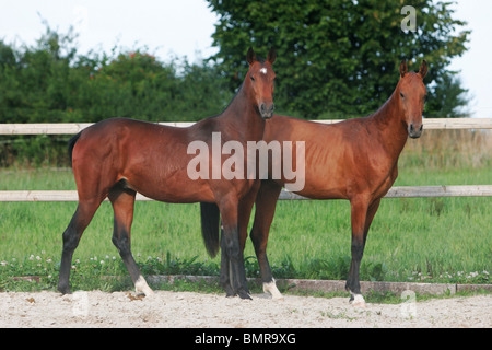 2 akhal-teke cavalli Foto Stock