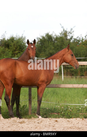 2 akhal-teke cavalli Foto Stock