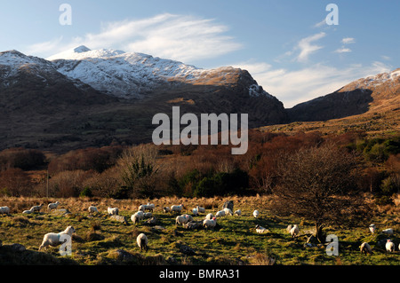 Mcgillycuddy reeks Killarney Kerry Irlanda manto di neve montagne coperte di inverno cielo blu cielo pecore nel campo Foto Stock