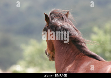 Lusitano ritratto Foto Stock