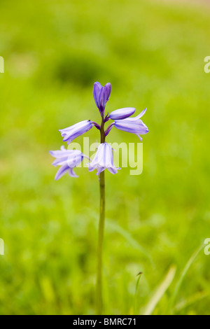 Comune, Bluebell Hyacinthoides non scripta, Endimione non scriptus, Scilla non scripta. Hyacinthaceae Foto Stock