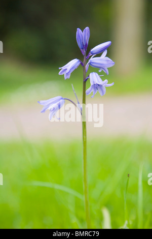 Comune, Bluebell Hyacinthoides non scripta, Endimione non scriptus, Scilla non scripta. Hyacinthaceae Foto Stock