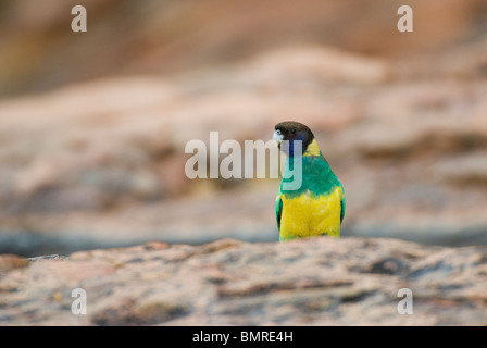Australian Ringneck parrot Barnardius zonarius Territorio del Nord Australia Foto Stock
